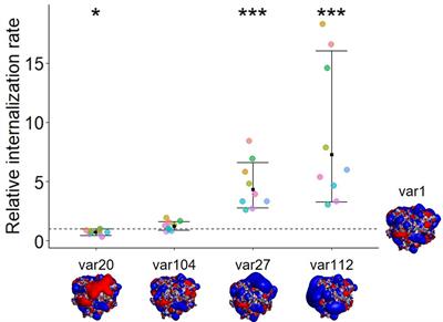 Internalization of therapeutic antibodies into dendritic cells as a risk factor for immunogenicity